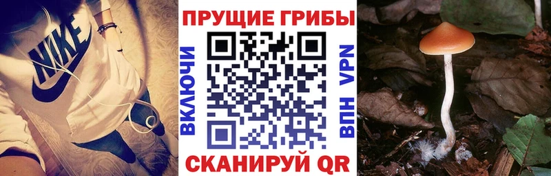 Псилоцибиновые грибы Psilocybe  даркнет формула  Волосово 